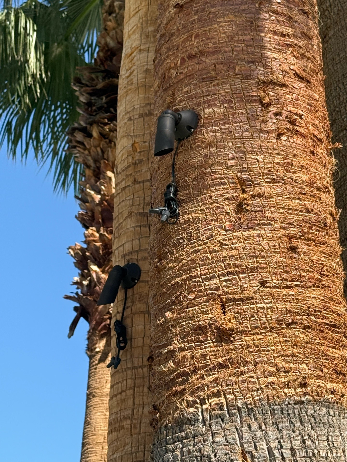 Outdoor light fixtures mounted to a palm tree